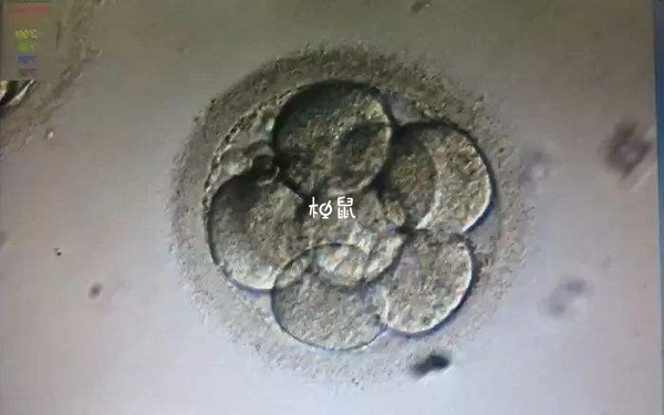 d5和d6胚胎的区别