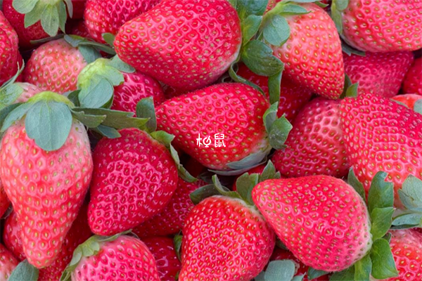 草莓属于寒性水果之一
