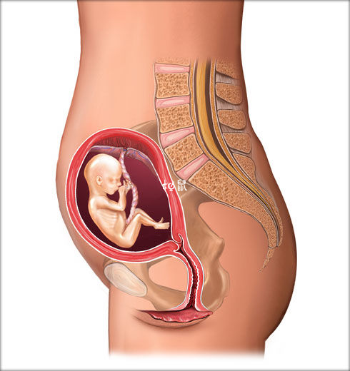 胎儿位置在肚脐和耻骨联合中间处