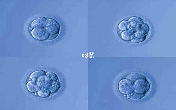 冻胚和桑葚胚胎的区别