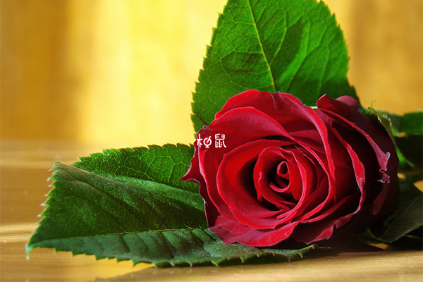 孕妇梦到红色玫瑰花代表了会更幸福