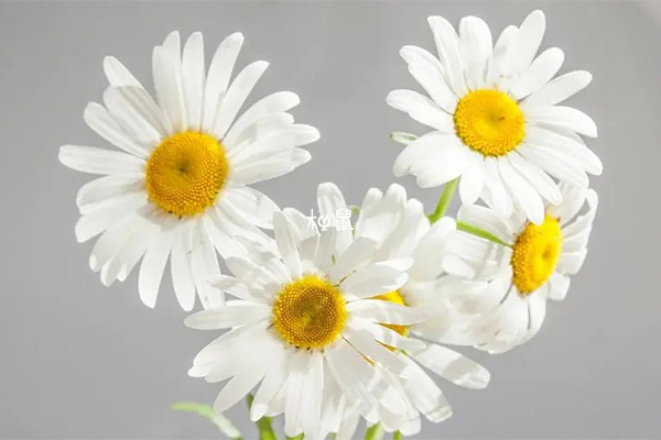 白色的花预示会生儿子