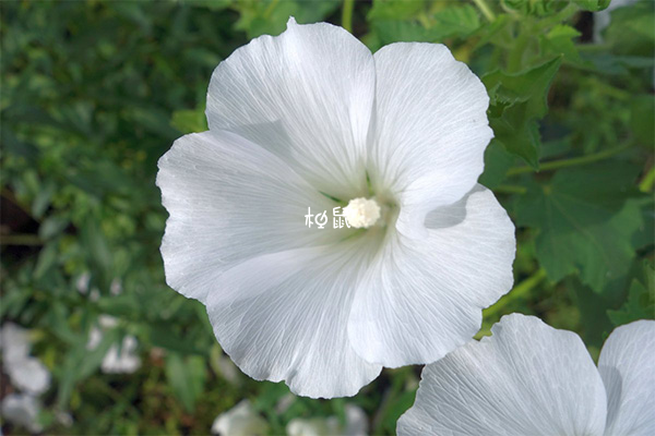 白色的花有幸福的寓意