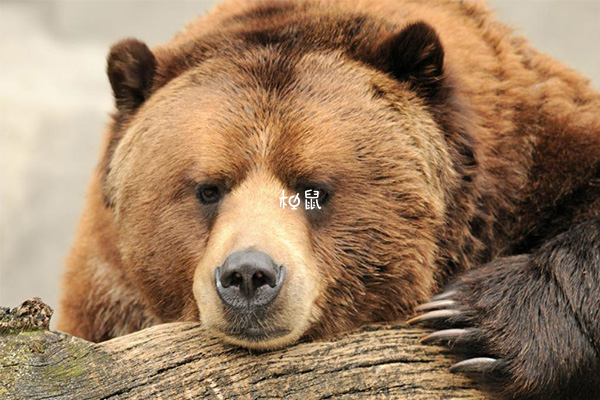 梦到熊睡觉提示生活平淡