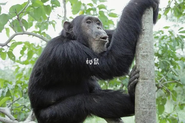 猩猩代表了强壮和聪明