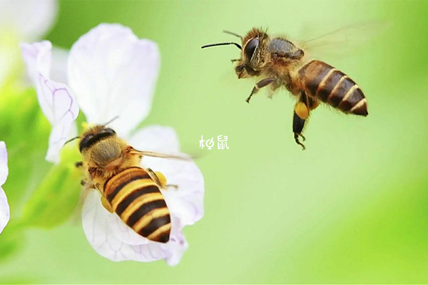 梦到蜜蜂是生儿子的征兆
