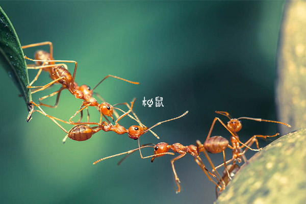 蚂蚁有财富和勤劳团结的寓意