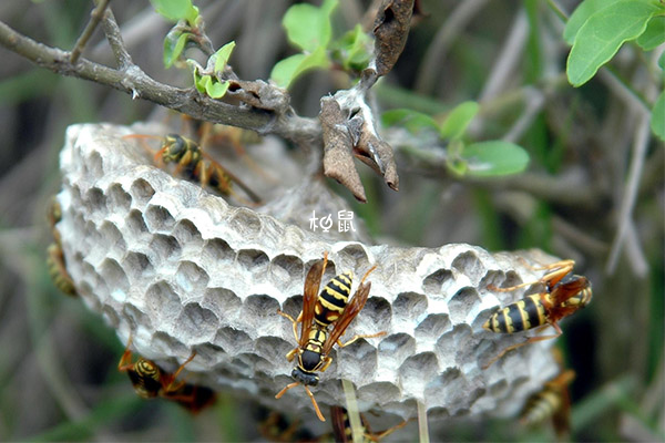 黄蜂代表着团结和努力