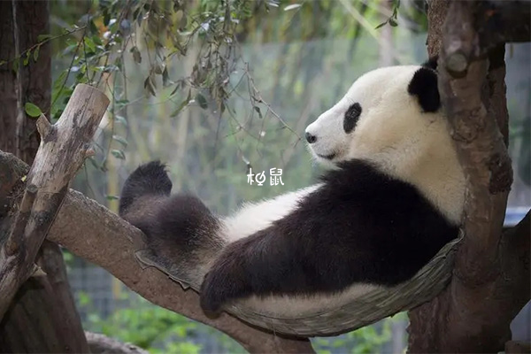 熊猫代表着好运和幸福