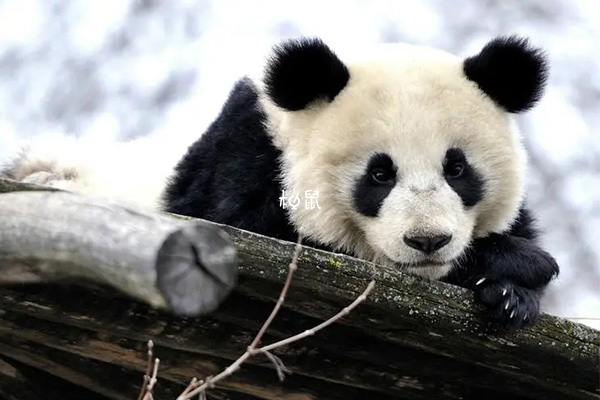 孕妇梦到熊猫幼崽提示不要急躁