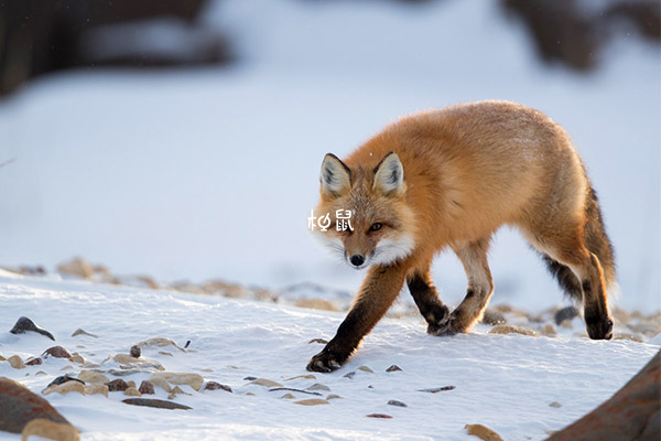 狐狸代表了虚伪和聪明