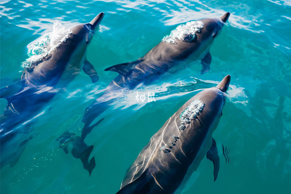 海豚代表了聪明和友谊