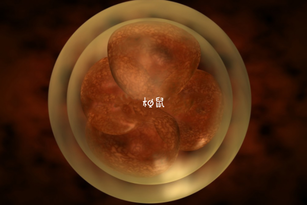 最好的胚胎等级是一级胚胎