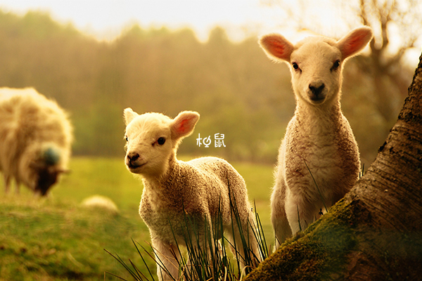 梦到羊是生儿子的征兆