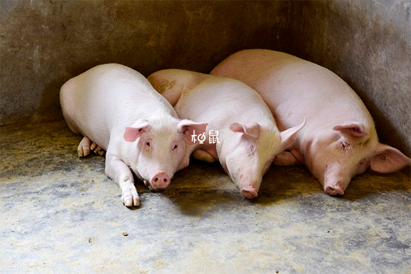 猪在民间是有福有财的寓意