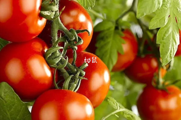 女性促排可以吃西红柿