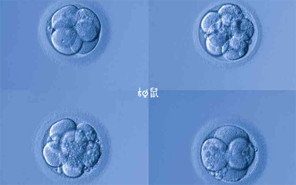 试管胚胎5c是什么意思