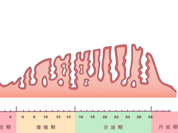 子宫内膜厚度