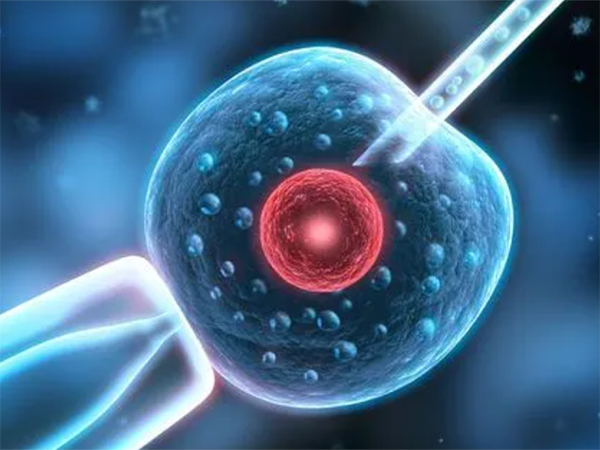 一个胚胎d6移植成功几率有多大？