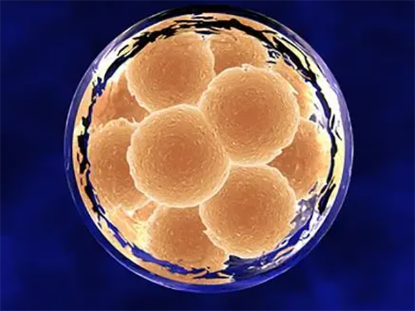 二级胚胎几细胞最好？