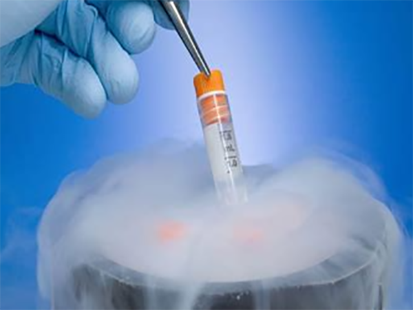 试管胚胎显示未见pn能不能正常发育？