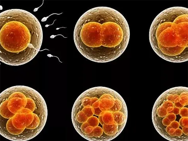 5天的囊胚成活率高吗？