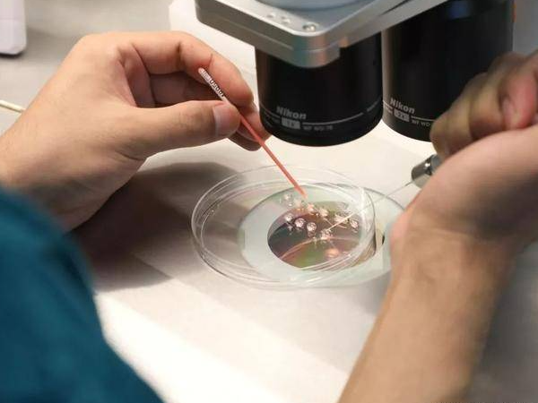 一代试管不移植囊胚的原因是什么？