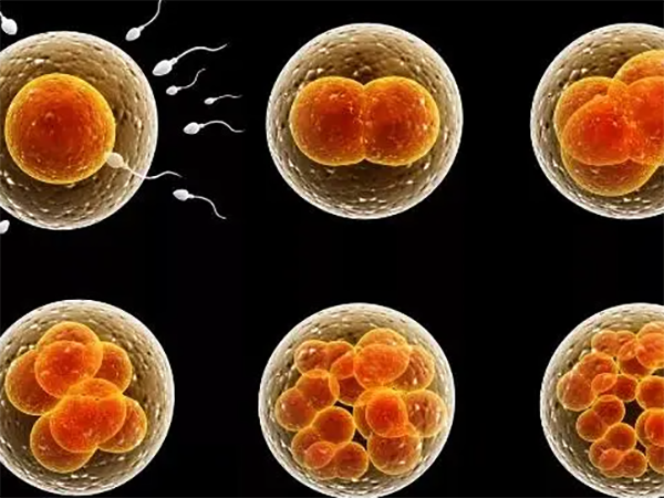 鲜胚移植后胚胎的变化有哪些？