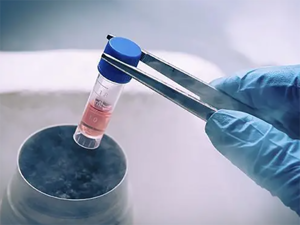 试管长方案能移植新鲜胚胎吗？