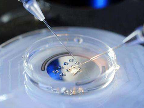 整体倍胚胎是什么意思？
