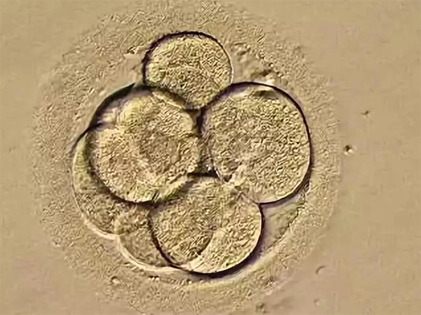 试管优质胚胎少的原因是什么？