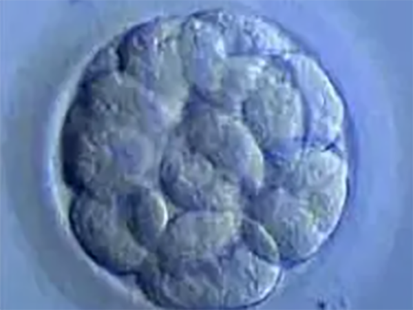 第五天桑葚胚胎还能成囊胚吗？