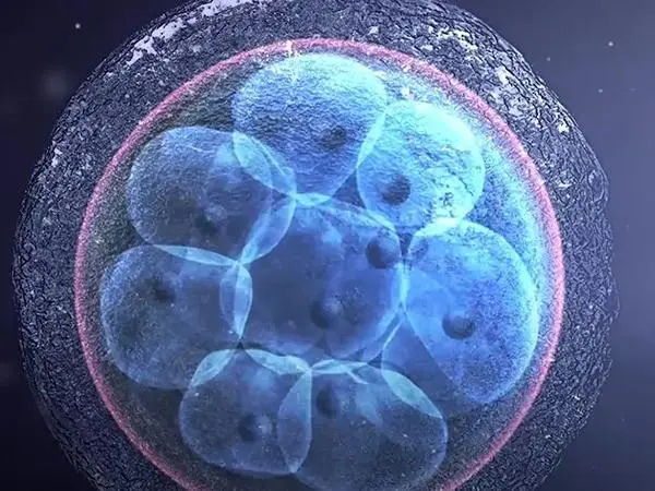 鲜胚移植两天后能再移囊胚吗？