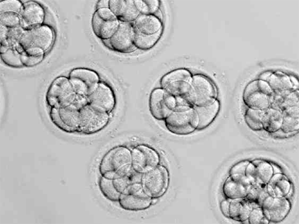 移植的一个胚胎有多大？