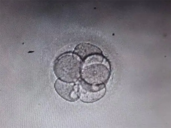 6b是几级胚胎？