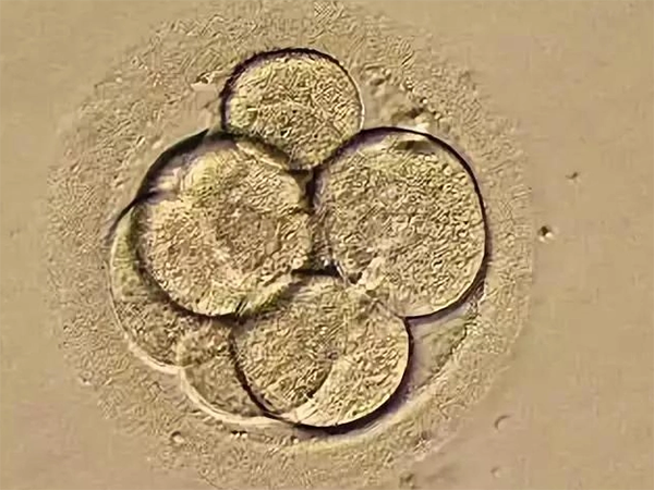 胚胎融合期到囊胚多久？