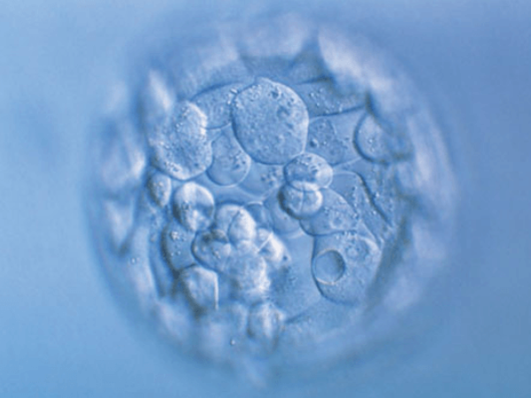 鲜胚着床成功的征兆有哪些