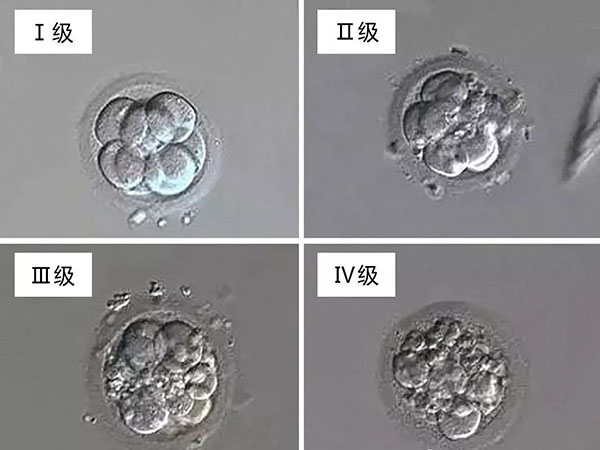 鲜胚碎片多对后期发育有什么影响？