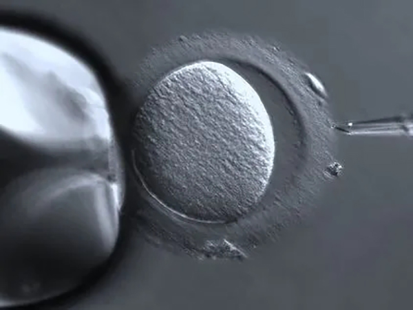 三个优质胚胎养囊能成功几个？
