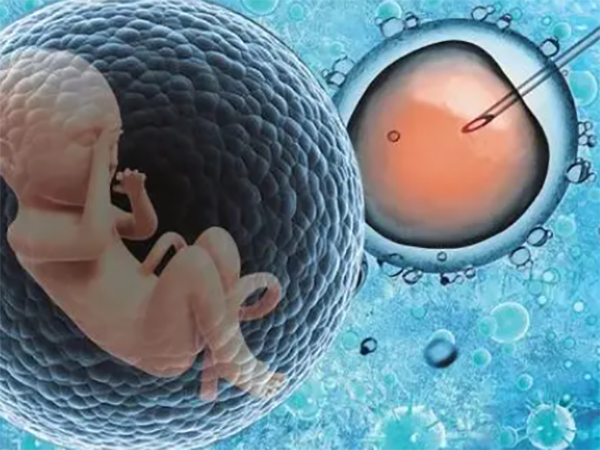 冻胚和囊胚哪个成功率高？