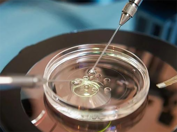 新鲜胚胎和囊胚有什么区别？