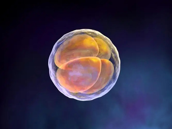 三天胚胎全用数字表示怎么看？