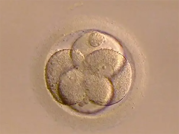 三期囊胚和四期囊胚哪个着床快一点？