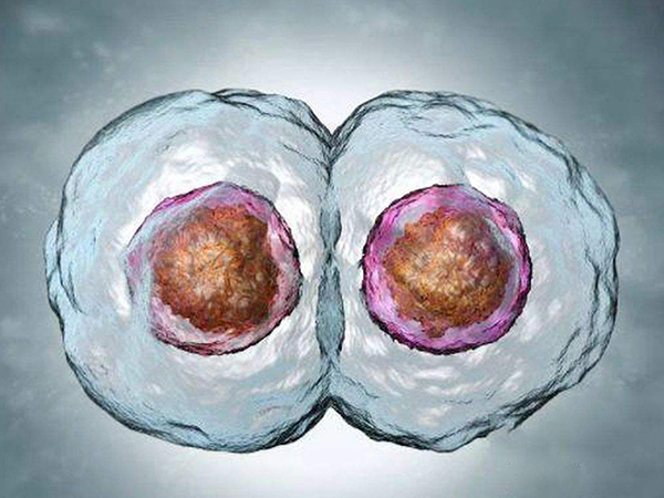 6ba的囊胚分裂比3天的胚胎几率大吗？