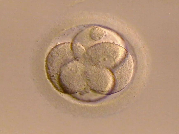 融合胚胎和12细胞胚胎怎么样？