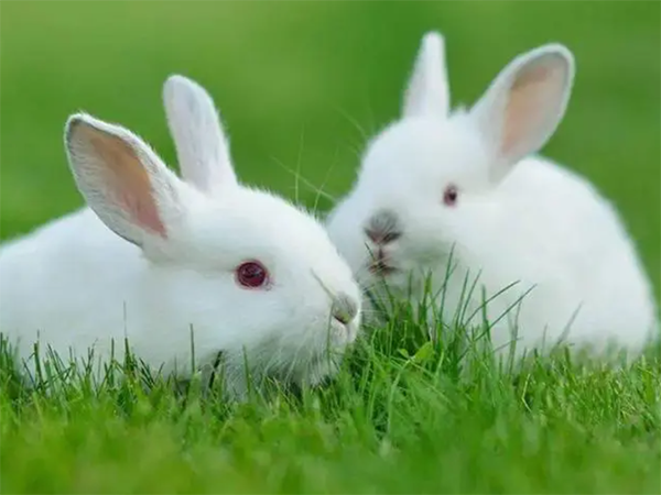 兔宝和虎宝哪个有福气？
