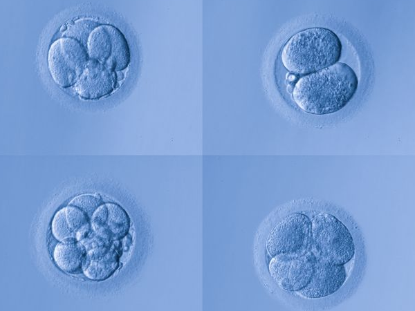 试管胚胎7b好还是8b好？