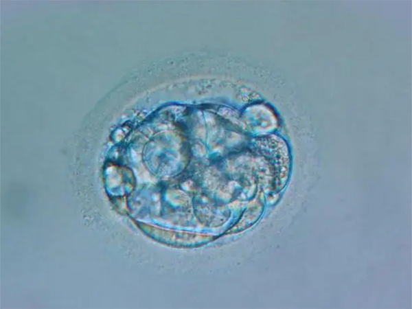 桑椹胚形成于胚胎发育的哪个阶段？