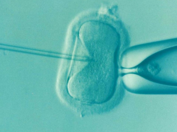 30%嵌合体胚胎着床了还有风险吗？