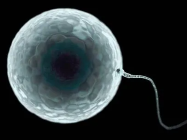 冷冻一年的囊胚成功率有多高？